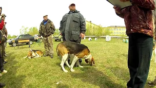 Выжлецы РПГ. Старшая возрастная группа