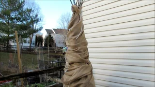 How to Wrap a Fig Tree for Winter Protection in Zone 7 -  Tips, 3 layers, & Vented Top