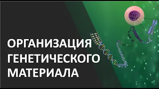 Организация генетического материала эукариот