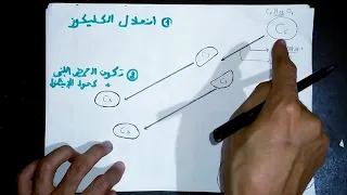 استهلاك المادة العضوية وتدفق للطاقة ( التنفس والتخمر)