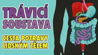 CESTA POTRAVY LIDSKÝM TĚLEM | TRÁVICÍ SOUSTAVA