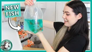 Unboxing My New Goldfish