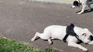 Having fun with the dogs at The Port of Rotterdam during Lockdown