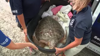 Rescue, Rehab and Release of Volusia