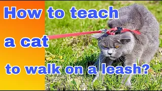 How to teach a cat to walk on a leash?