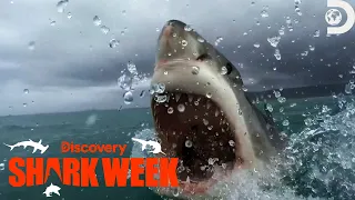 Robert Irwin’s Jaw-Dropping Encounter With Great Whites | Crikey! It’s Shark Week | Discovery