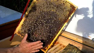 The state of bee colonies before autumn feeding | Honey for the winter