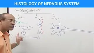 Histology of the Nervous System