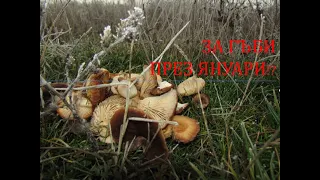 За гъби през януари!? Бране и приготвяне Mushrooms in January: picking and coocking #гъби #грибы