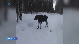 В Карелии и Ленинградской области на дороги стали чаще выходить лоси