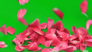 Футаж на хромакее. Лепестки роз. Background  Green Screen. ROSE PETALS