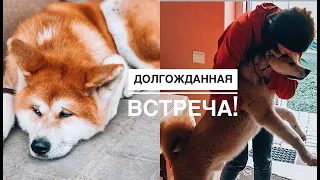 Акита-Ину встречает ХОЗЯИНА после долгой разлуки!