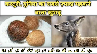 Kasturi deer facts कस्तूरी हिरण जिसके नाभी में सबसे ज्यादा महकने वाला खुशबू होता है کستوری ہرن