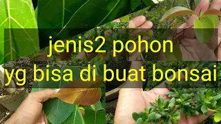 Jenis2 pohon dan daun yang bisa dibuat bonsai