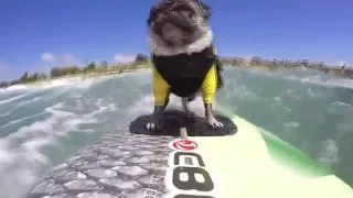 Funny Videos Compilation | Подборка смешных видео #2 January 2016: Pug-Surfer | Мопс-Сёрфер