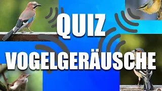 Quiz: Vogelstimmen | Vögel Gesang erkennen