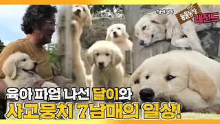 [TV 동물농장 레전드] ‘바람 잘 날 없는 사고뭉치 리트리버 7남매!’ 풀버전 다시보기 I TV동물농장 (Animal Farm) | SBS Story
