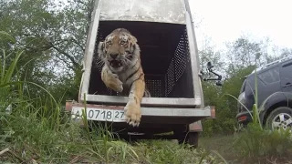 Release the tiger Uporny in the wild