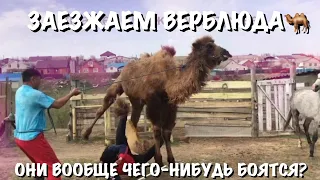 Обучение верблюда