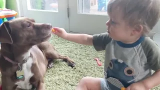 ТОП милых приколов. Малыши играют с собаками.