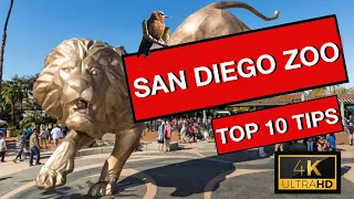 San Diego Zoo Top 10 Tips (2022) for an Amazing Experience in 4K