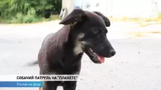 Собачий патруль начал сбор средств