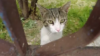 Feedings Stray Cats ( compilation video 2 )