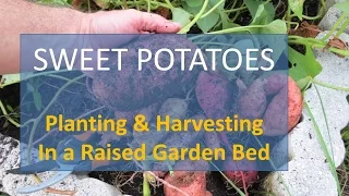 Sweet Potatoes in Florida: Planting and Harvesting in a Raised Bed