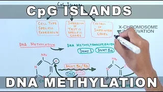 CpG Islands and DNA Methylation