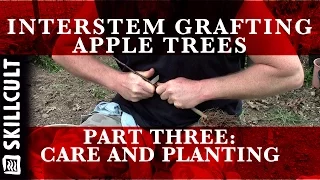 Grafting Dwarf Interstem Apple Trees 3/3:  Care and Planting