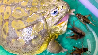 Hungry Giant African bullfrog Eats Live Crickets! Live Feeding