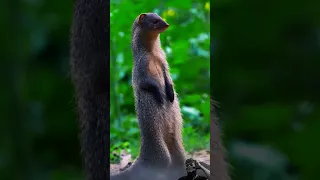 A Kya Hai Batao ? #animals #forest #wildlife #viral #shorts