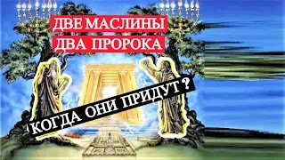 Две Маслины – Два Пророка – Когда Они придут?