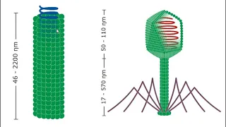 Virologia I