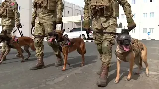 Turkish bomb sniffing dogs provide security at World Cup