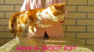 Кошка породы экзот АФИНА ЭКЗОТ КЭТ