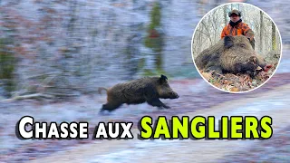 Chasse aux sangliers en forêt d'Arc en Barrois