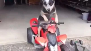 Animals never fail to make us laugh Super funny animal compilation #1