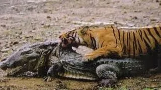 tiger attacking crocodile - Tiger kills Croccodile