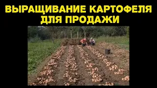 Выращивание картофеля для продажи на своём участке