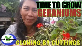 PROPAGATING GERANIUMS FROM CUTTINGS IN SOILLESS MEDIA / Cloning Pelargoniums the Easy Way.