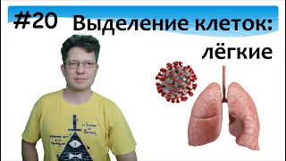 Культура клеток лёгких. Выделение. Альвеолоциты.