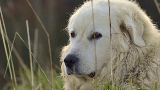 Le Patou, mise en place des chiens de protection et efficacité face à un ours (images thermiques)