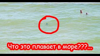 VLOG Что это плавает в море. Почему плачет Настя