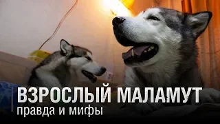 ВЗРОСЛЫЙ МАЛАМУТ ◆ Правда и мифы