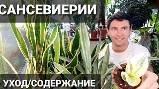 САНСЕВИЕРИИ  / ЩУЧИЙ ХВОСТ уход в домашних условиях (Sansevieria ,Тещин язык, Сансевьера, Санса)