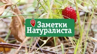 Заметки натуралиста 14.03.17