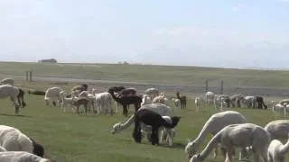 Alpaca Babies!! Running and playing.. about 60 of them!