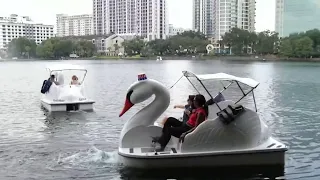 Swan boat race