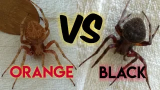 TALO NA PERO LUMALABAN PA😱 ( spider fight )